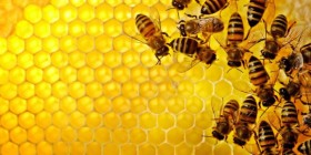 Những lợi ích sức khoẻ của keo ong propolis