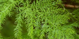 Siêu thảo mộc super herb Thiên môn chùm shatavari, lợi ích sức khoẻ & cách dùng